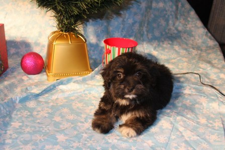 havanese-puppies